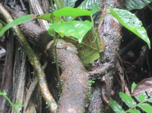 Eyelash Viper 2, Curi-Cancha      